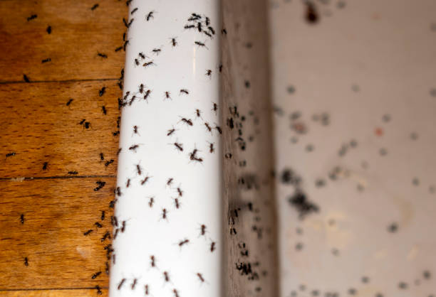 Best Cockroach Control Services  in Alto, GA