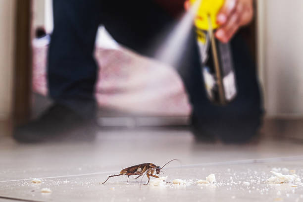 Best Flea Control Services  in Alto, GA